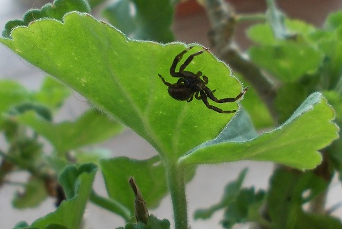 Xysticus sp. - Sannio beneventano (BN)